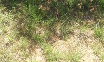 Imagem 5: Fazenda de 96,80 hectares - Município de Flores Goiás