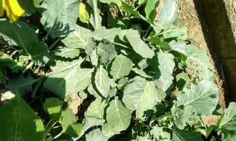 Imagem 5: Chácara a venda em Cocalzinho Condomínio Parque das Águas com area de lazer...