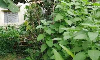 Imagem 2: São Paulo - Terreno Padrão - Água Rasa