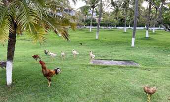 Imagem 4: Vendo melhor chácara de Jauá