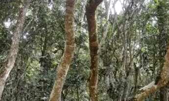 Imagem 2: Terreno para chácara em Ribeirão Pires