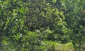 Imagem 7: Terrenos para Chácara de 2500m² - Ótima Localização e Preço Abaixo do Mercado