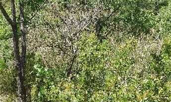 Imagem 3: Terreno na região de Taquaraçu de minas