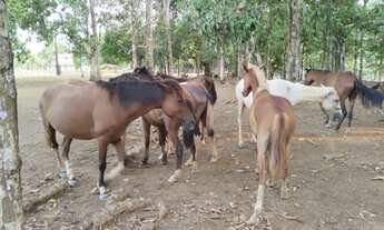 Imagem 3: Fazenda com 6.500.000m2 na AM-254 Careiro Castanho. Benfeitorias e Implementos Agrícolas