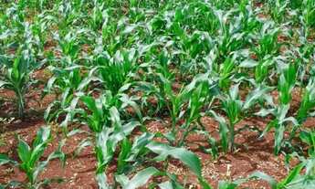 Imagem 3: Vende-se sítio/chacara