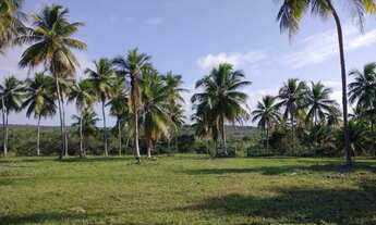 Imagem 4: Conde, bahia, litoral norte 190 tarefas 2000 coqueiros