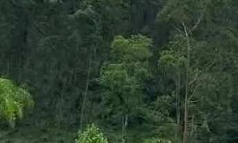 Imagem 5: Chácara em taquara