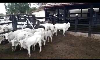 Imagem 6: R$ 4.500.000 Fazenda em Marcionílio Souza BA
