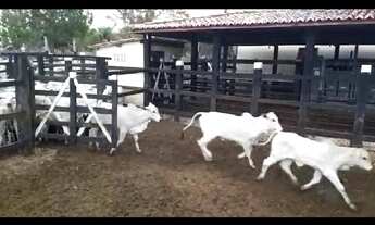 Imagem 5: R$ 4.500.000 Fazenda em Marcionílio Souza BA