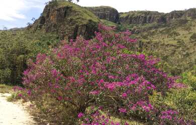 Imagem 2: Lotes URBANOS para venda tem 1800 metros quadrados em Zona URBANA - Capitólio - MG