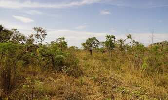 Imagem 7: Fazenda de Eucalipto em otica localização