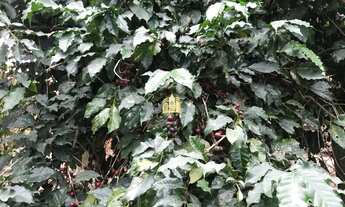 Imagem 7: Sitio no Cidade Jardim - Esmeraldas