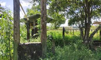 Imagem 6: Fazenda Fazendinha 19 Hectares, 16 Hectares. FLORESTA MG