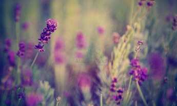 Imagem: Terreno à venda, 2200 m² por R$ 850.000,00