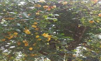 Imagem 7: Resort casa de campo 3 dormitórios suíte e piscina - Águas de Santa Bárbara - SP