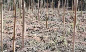 Imagem 5: Área para venda tem 14.000 m² em Zona Rural - Gonçalves - MG