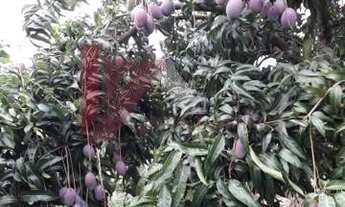 Imagem 6: Chácara para lazer - Alvorada do Sul