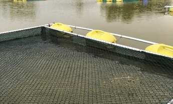 Imagem 2: Chácara a venda em Anicuns - GO