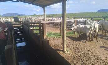 Imagem: Fazenda para Venda em Divinópolis de Goiás