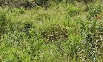 Imagem 7: Vendo terreno rural no girassol