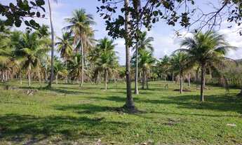 Imagem 7: Conde, bahia, litoral norte 190 tarefas 2000 coqueiros