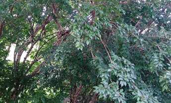 Imagem 7: Chácara 5.000 m²...Água por gravidade...144.900.00