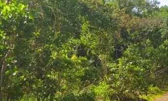 Imagem 2: Terrenos para Chácara de 2500m² - Ótima Localização e Preço Abaixo do Mercado