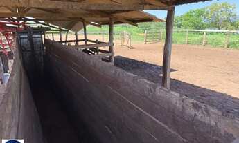 Imagem 5: Fazenda Agropecuária à Venda em São João da Aliança - GO