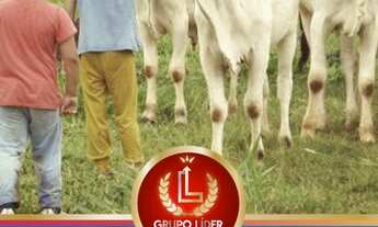 Imagem 7: Fazendinhas Próximo a Vila Amanda em Baldim 20000m²