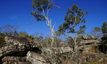 Imagem 2: Fazenda de Eucalipto em otica localização