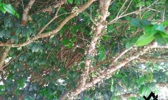 Imagem 6: Chácara a venda em Cocalzinho Condomínio Parque das Águas com area de lazer...