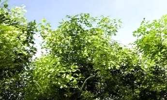 Imagem 3: Alugo Apto 50 m2 - 2 dormitórios - Bairro Pedras - Fortaleza (CE