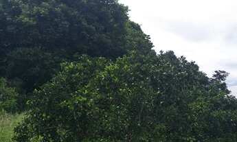 Imagem: SITIO NA CIDADE DE SÃO BENEDITO