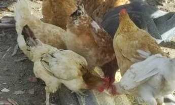 Imagem 3: Vendo sítio Timon Campo Grande