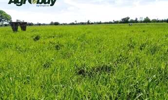 Imagem 6: Fazenda em Tocantins