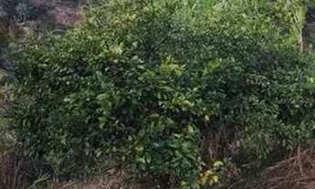 Imagem 3: Vendo lote em Roça Grande, Sabará