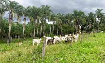 Imagem: Fazenda municipio FecaL, Brasilia-DF