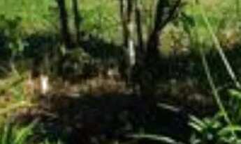 Imagem 4: Lotes em Lapa/PR de 300m² (Boqueirão