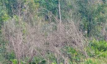 Imagem 2: Terreno são Francisco do sul