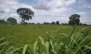 Imagem 7: Fazenda c/ 1.226he c/ 920he abertos/juquirado, dupla aptidão, Jangada-MT