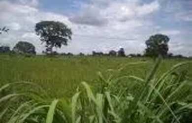 Imagem 6: Fazenda c/ 1.226he c/ 920he abertos/juquirado, dupla aptidão, Jangada-MT