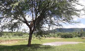 Imagem 6: Vendo Fazenda Com 60 Tarefa em Crato