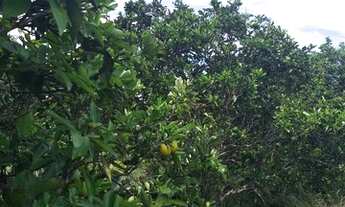 Imagem 3: SITIO NA CIDADE DE SÃO BENEDITO