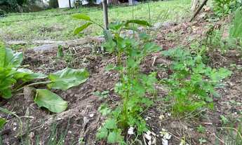 Imagem 4: CASA EM TERRENO RURAL COM FIBRA ÓTICA E POÇO ARTESIANO EM SANTO ANTÔNIO DA PATRULHA