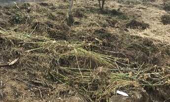 Imagem 3: Vendo terreno em nova Friburgo (cônego