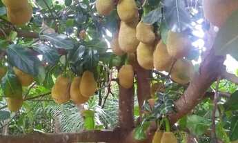 Imagem 3: Chácara para Venda em Setor Central Nova Veneza-GO