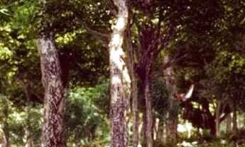 Imagem 2: Lote Jardins França, 420 m²