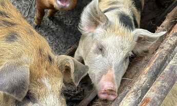 Imagem 5: SÍTIO A 30KM DE JURAMENTO