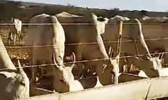 Imagem 2: Dupla Aptidão, Agricultura, pecuária,Pocilga,Tanque de Peixes, Confinamento!!!