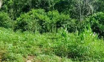 Imagem 6: Sítio bairro São Jacó, Nova Petrópolis.RS Ref.:159